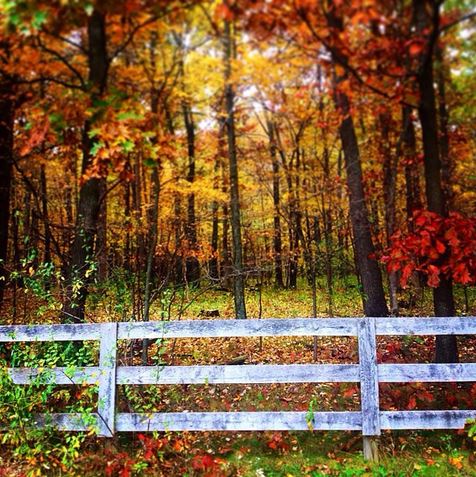 Fall colors right in our backgrounds. @hockeygirl0011