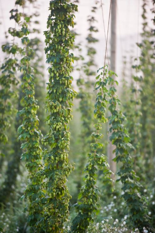 See where your favorite brews start - right from the vine! See where your favorite brews start - right from the vine!