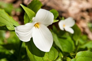 Trillium