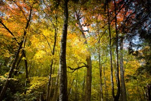 fall colors