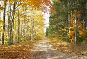 fallpathway