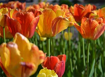 yellowtulips