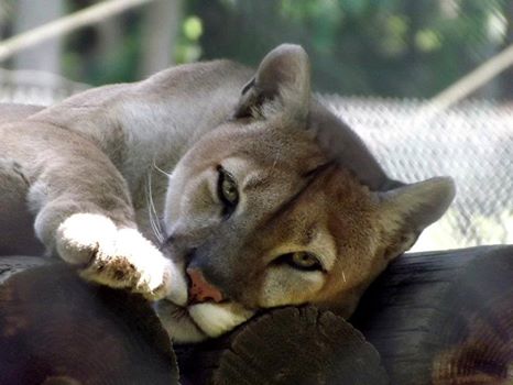 DeYoung Family Zoo.jpg