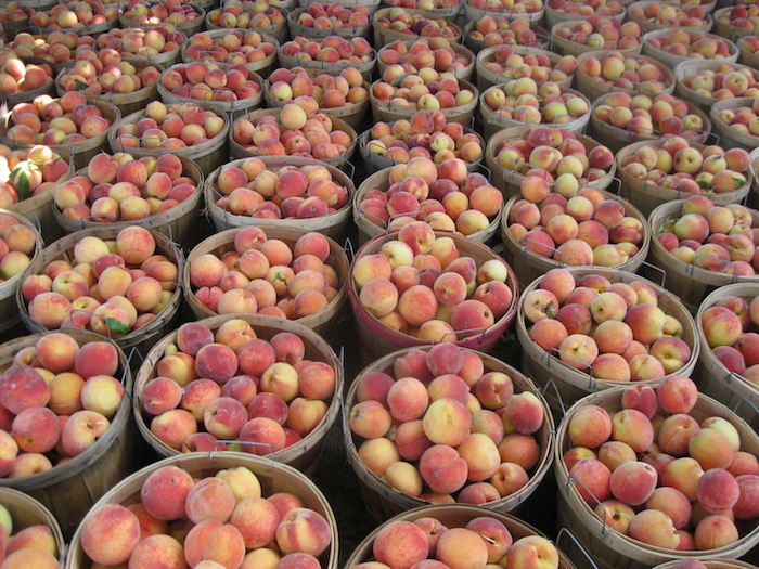 Twenty Things You Might Not Have Known About Michigan Agriculture