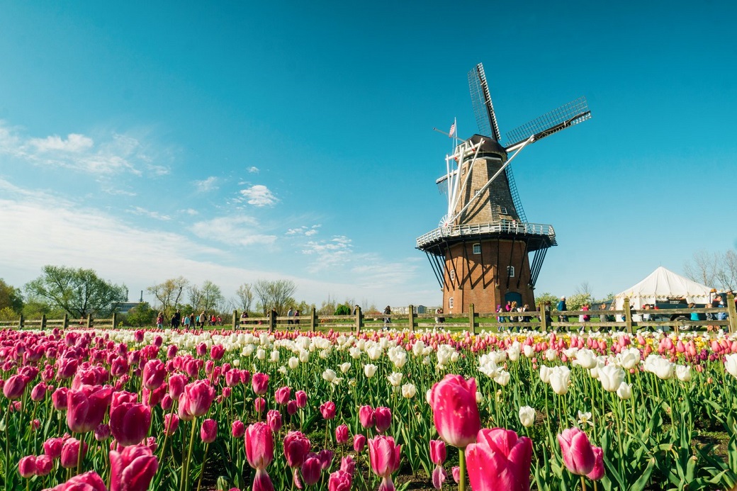 A Dutch windmill in a field of tulips.