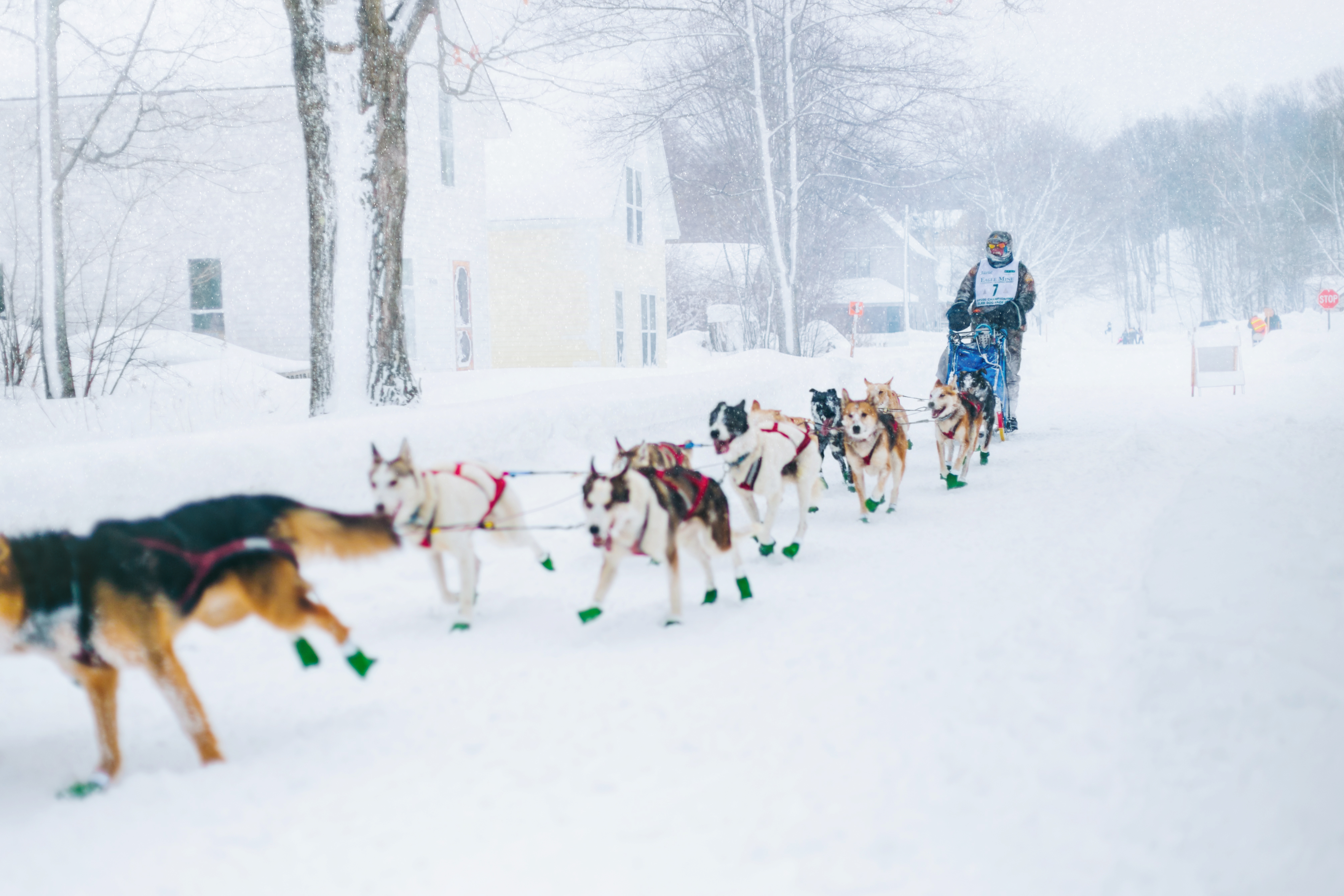 Dog sledding in the Upper Peninsula A man riding along a trail pulled by a dog sled team