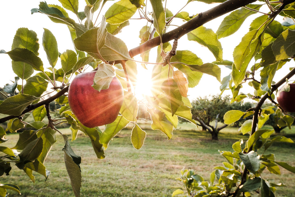 Michigan Apples An apple on a branch in an orchard.
