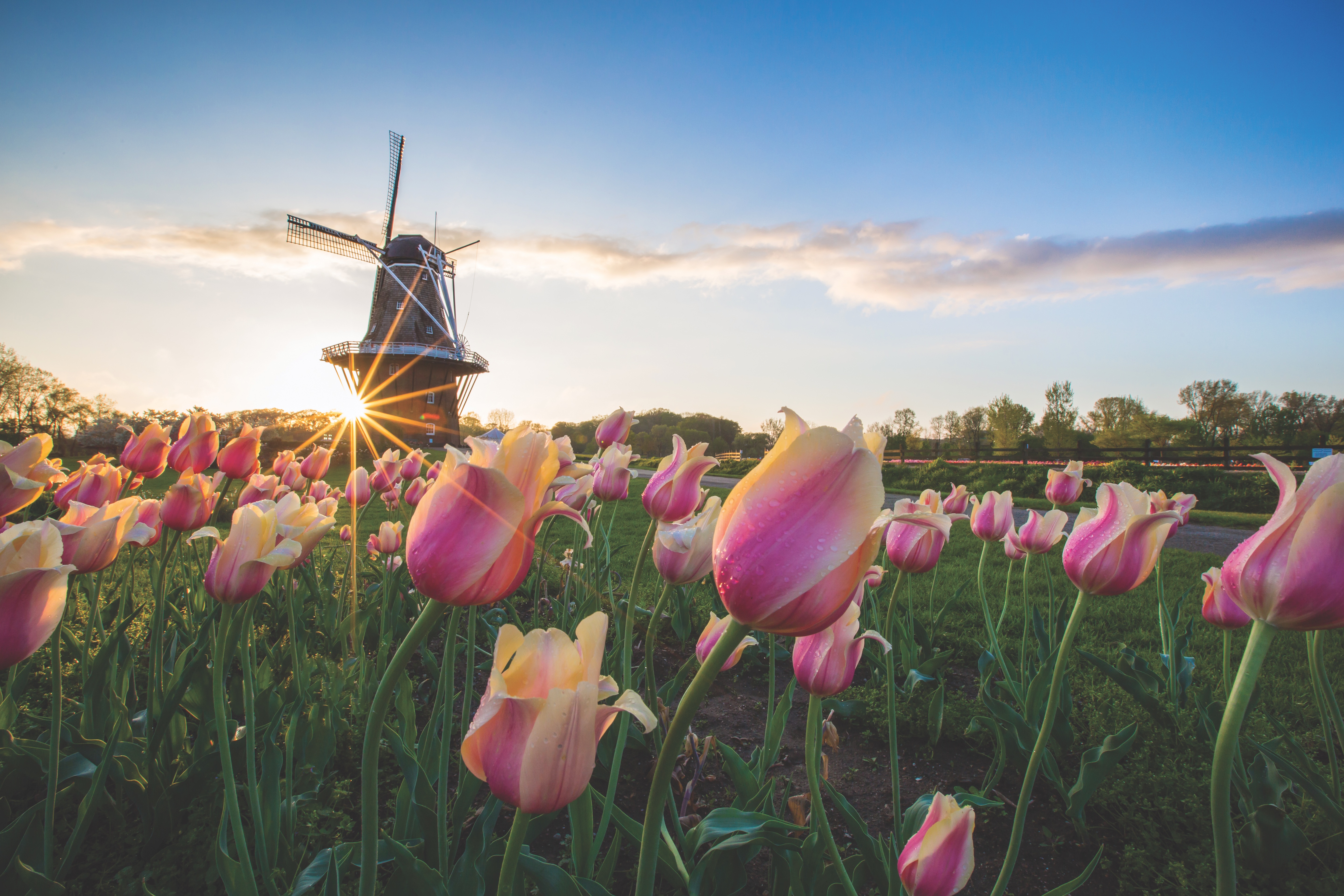 A Dutch windmill in a field of tulips.