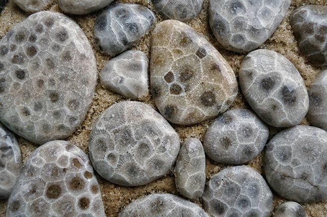 Petoskey stones in the sand