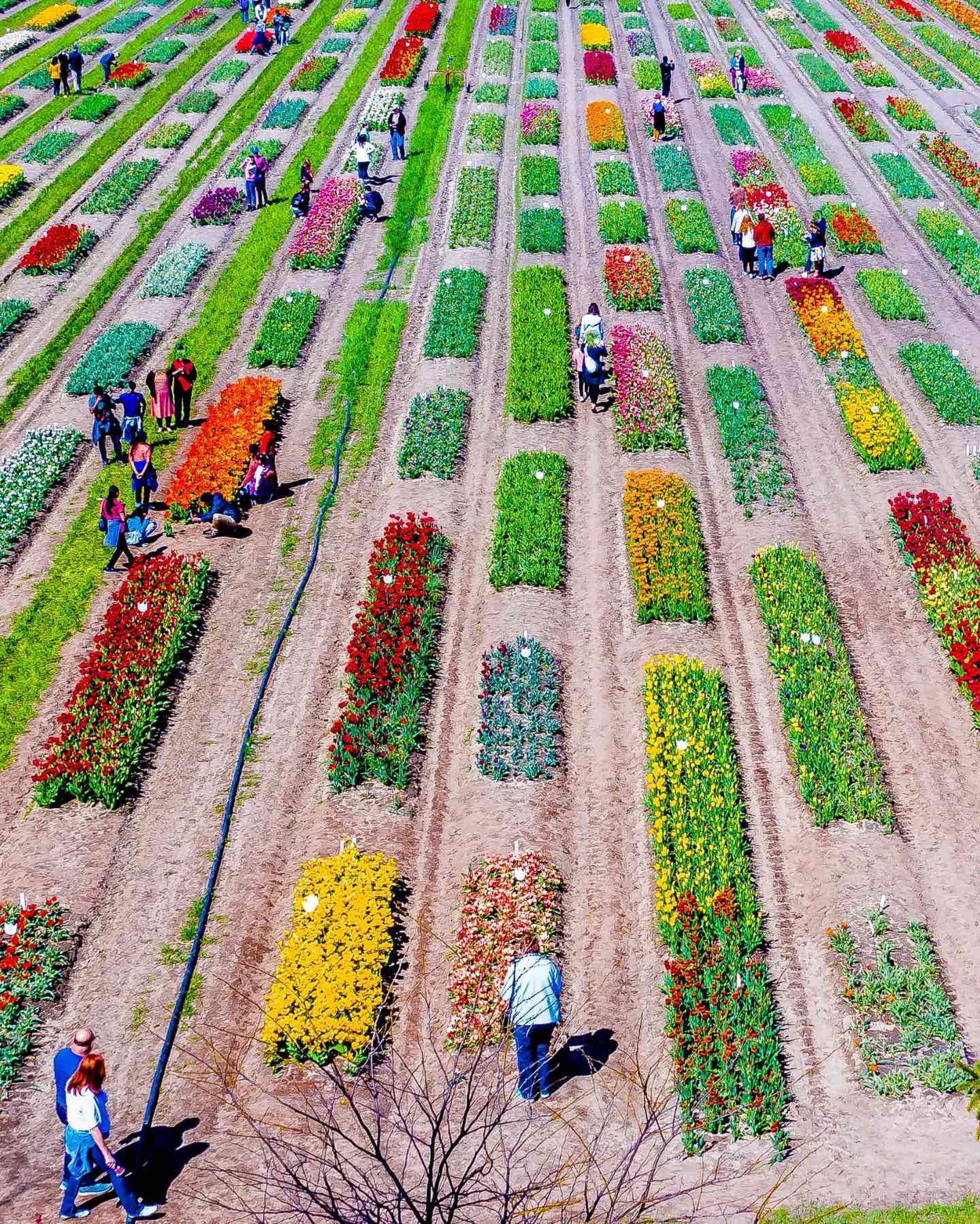 Tulip Festival