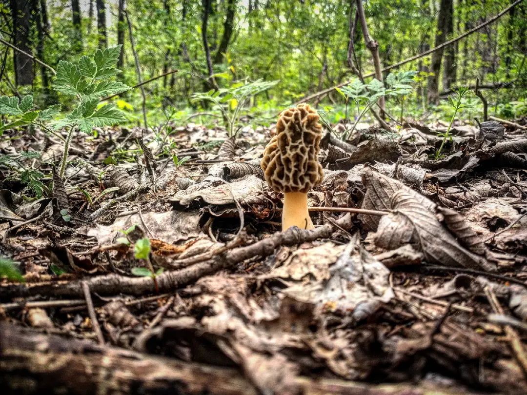 Morel Mushroom Hunting