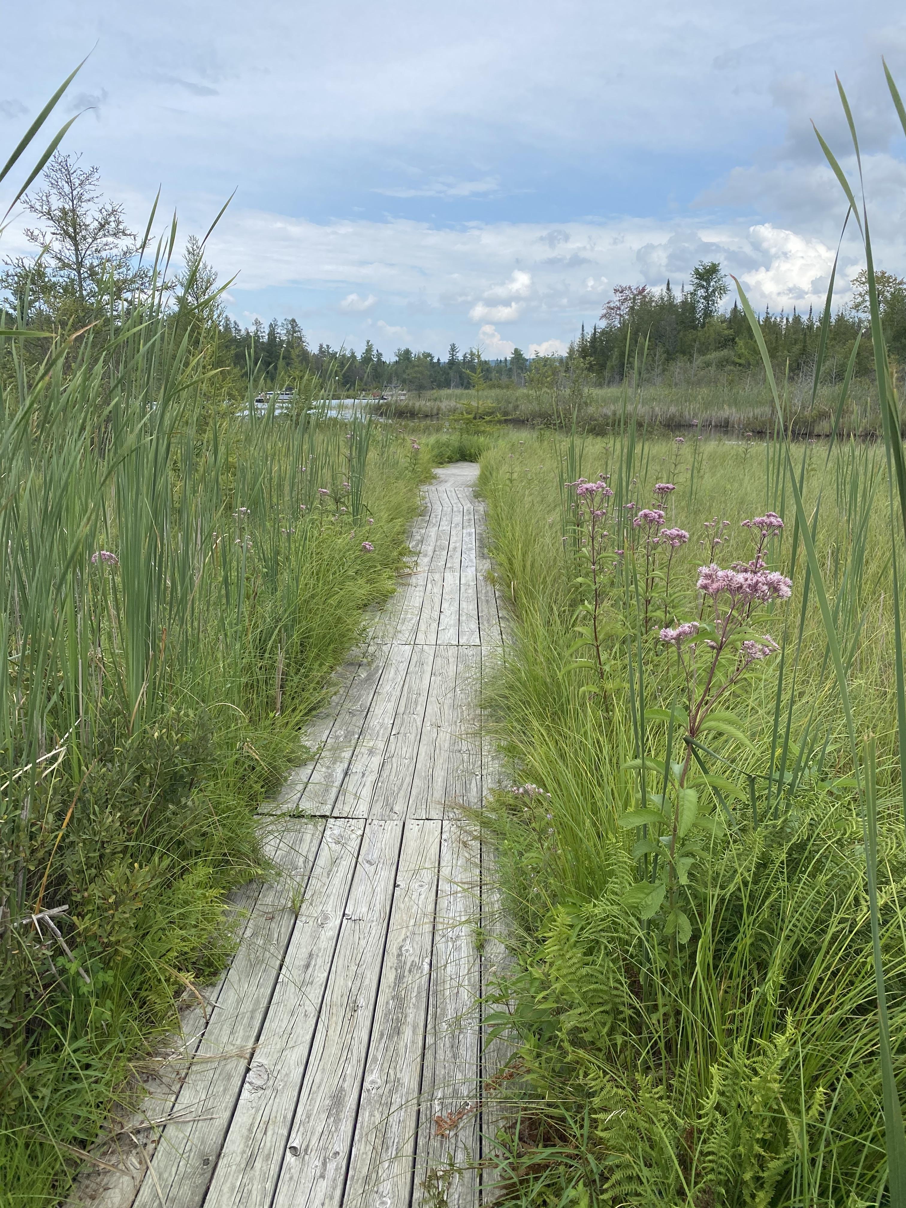 Grass River Natural Area (GNRA) A wood planked pathway leading through tall grass to a river