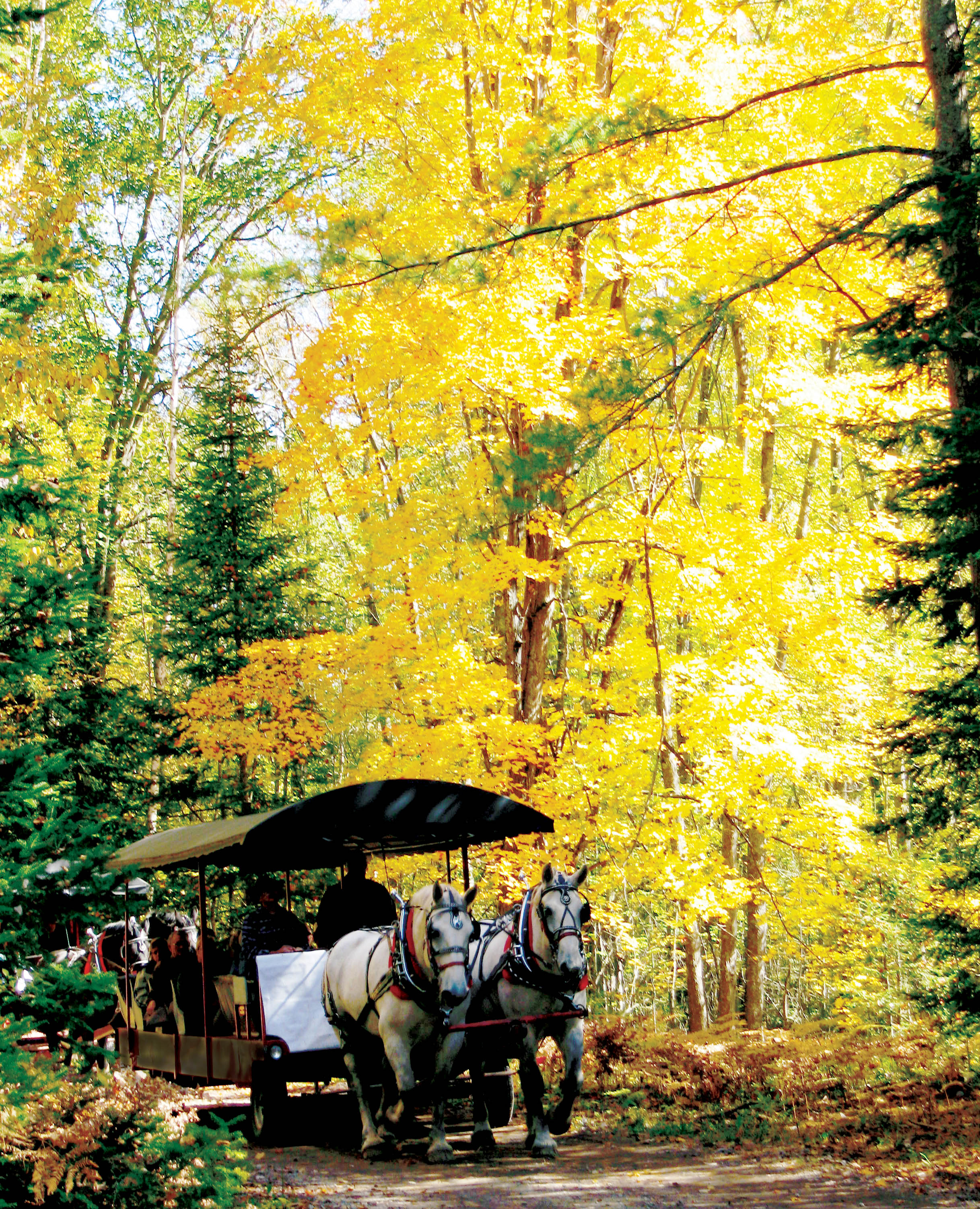 Horse Carriage Ride at Thunder Bay Resort A horse drawn carriage on a dirt road in the woods during fall