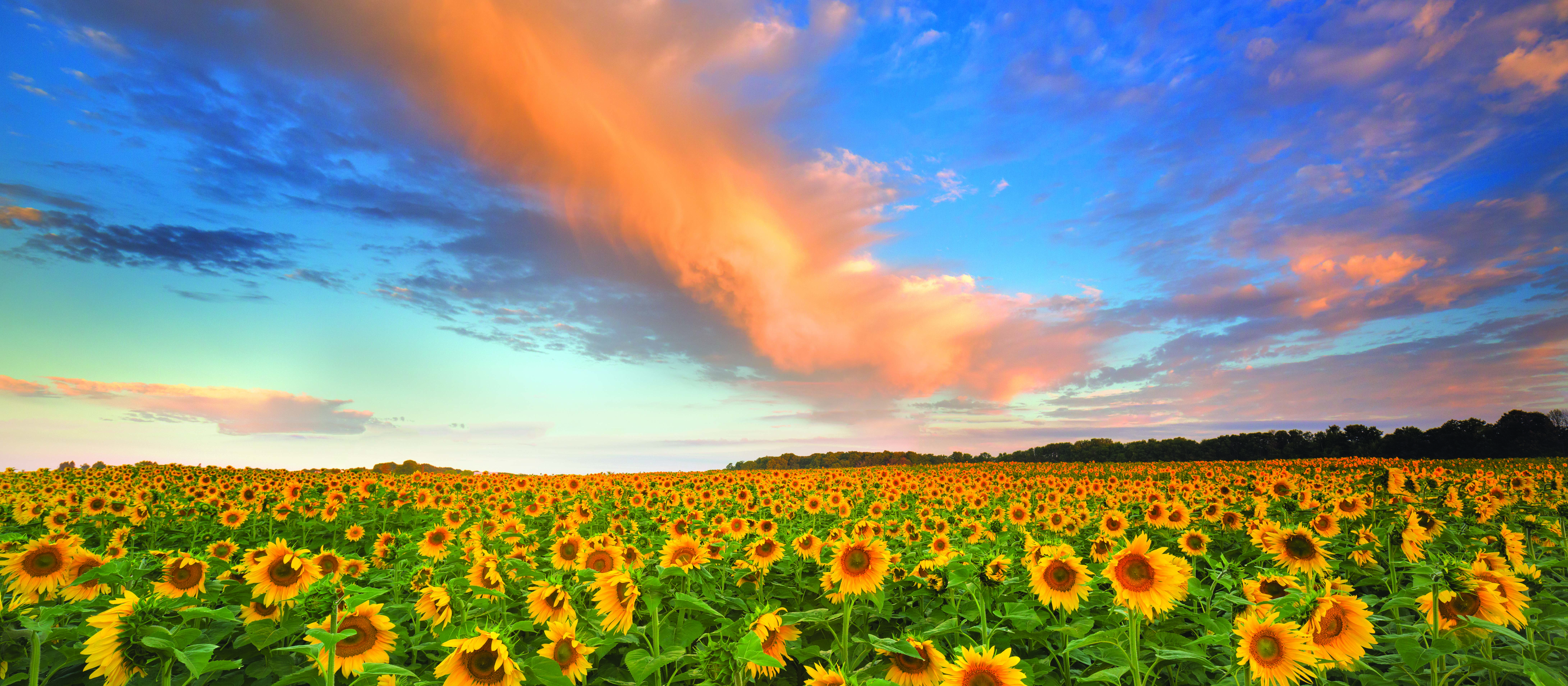 A field of sunfowers