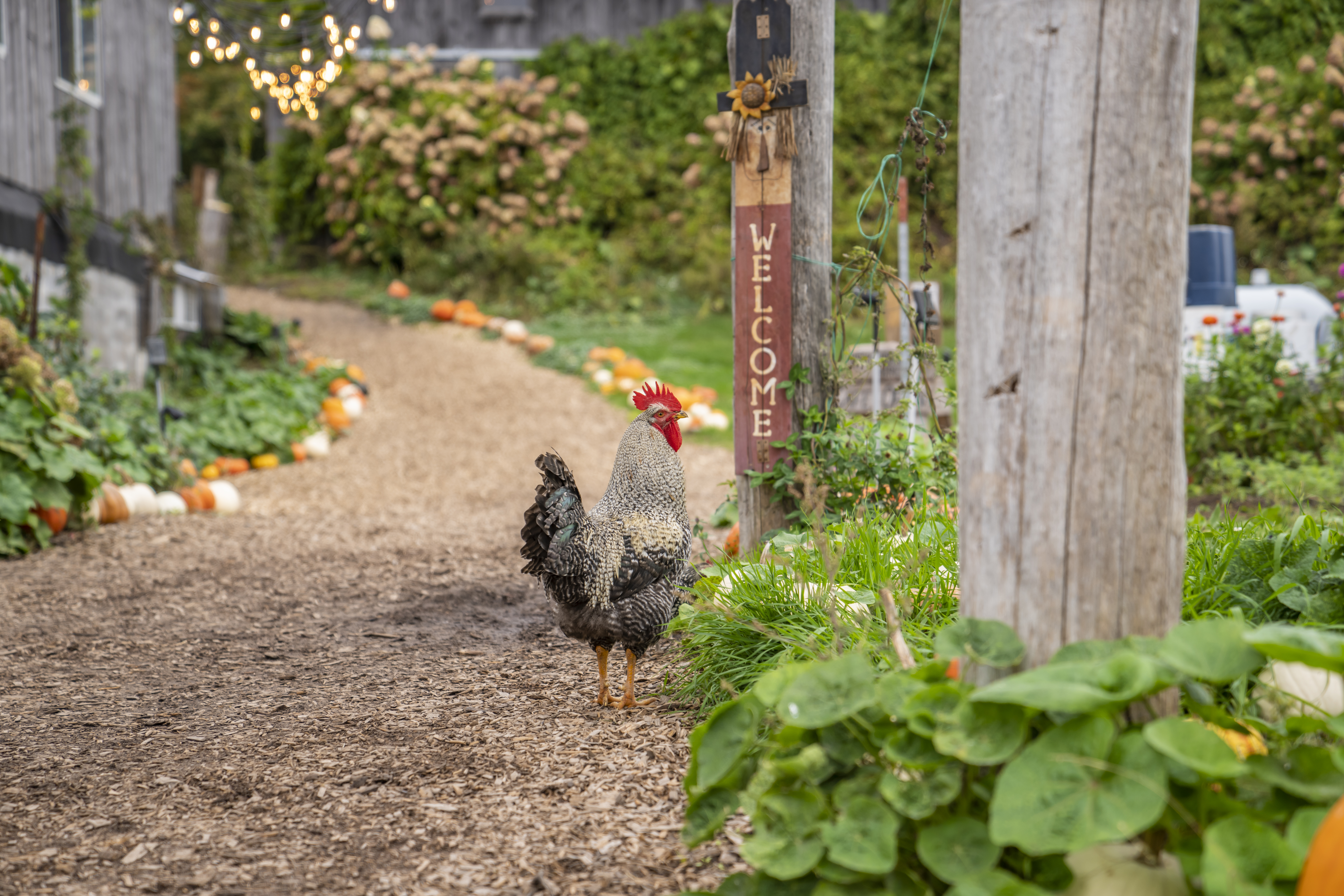 Pond Hill Farm A free range chicken walking on a path at a farm