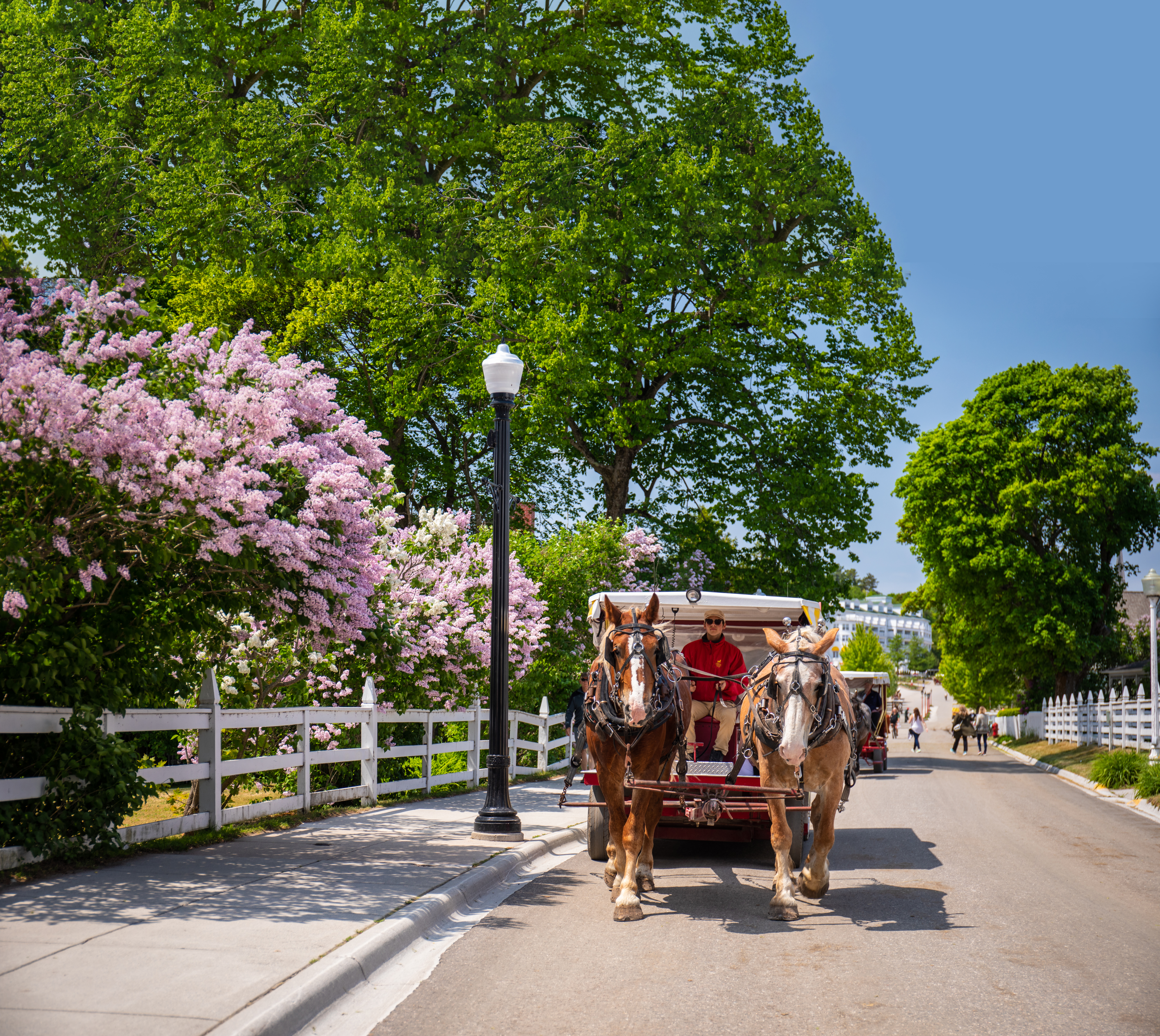 Mackinac Island A horse pulling a carriage on Mackinac Island
