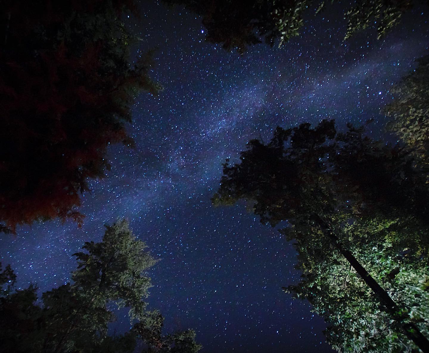 Manistee National Forest The milky way above trees in the Manistee National Forest