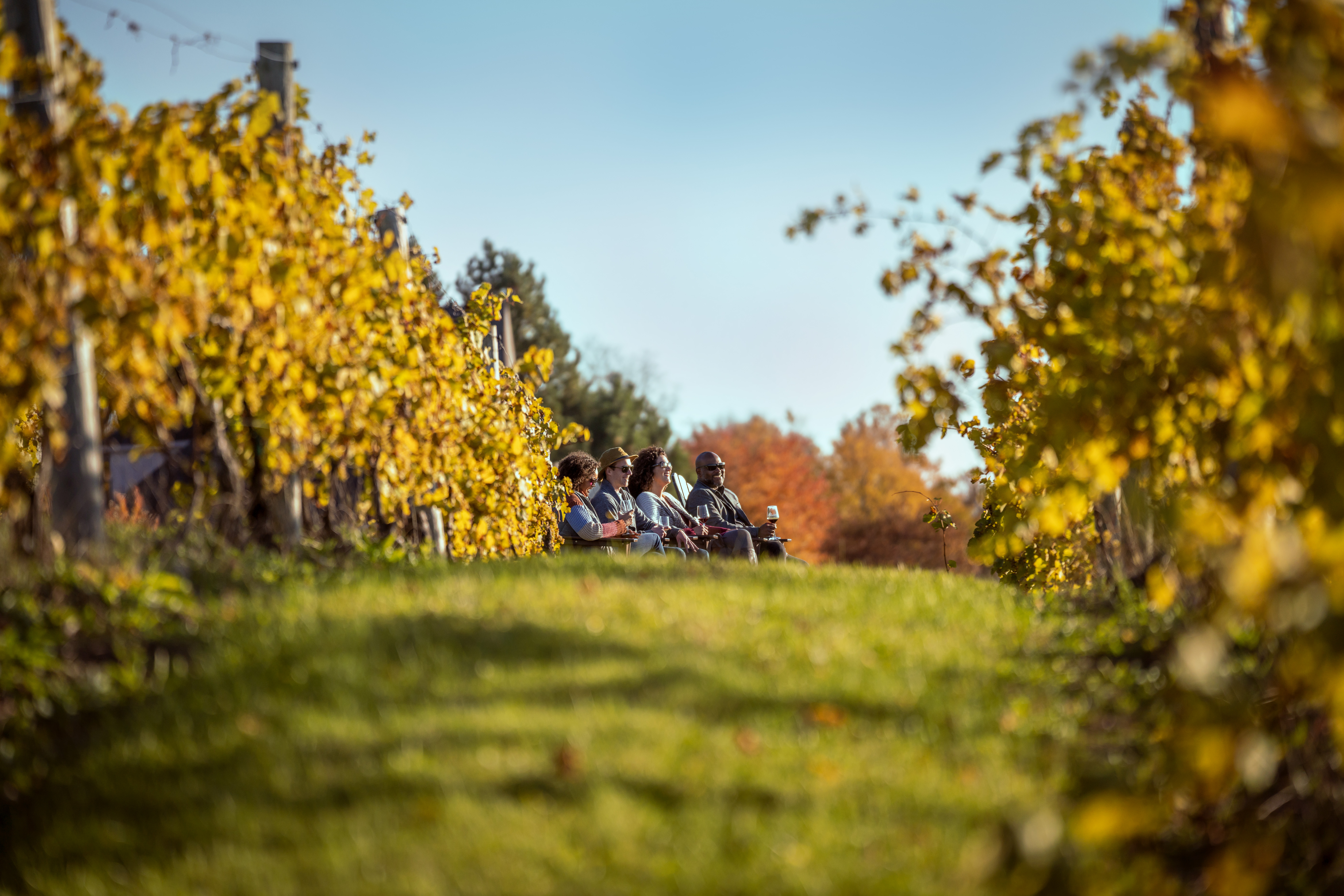 A group of friends sitting and drinking wine in a vineyard
