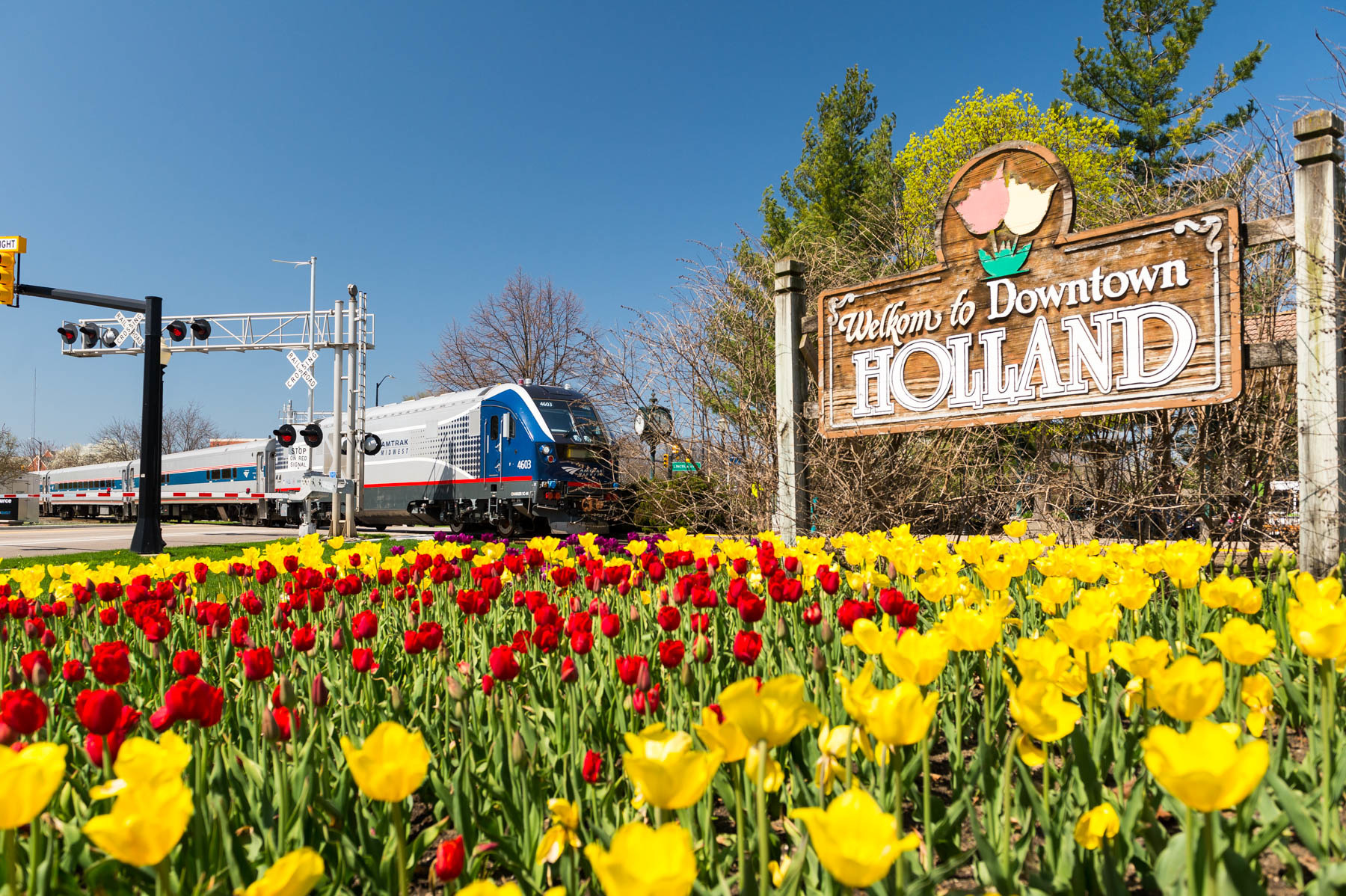 A Midwest Amtrak train traveling by a bed of tulips and a "Welcome to Holland" sign.