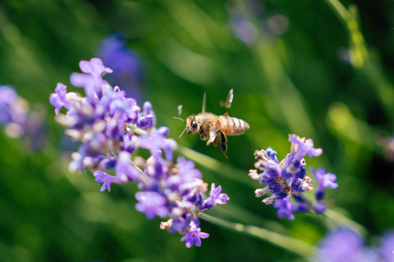 Secret Garden at Brys Estate A honey bee on a lavender flower.
