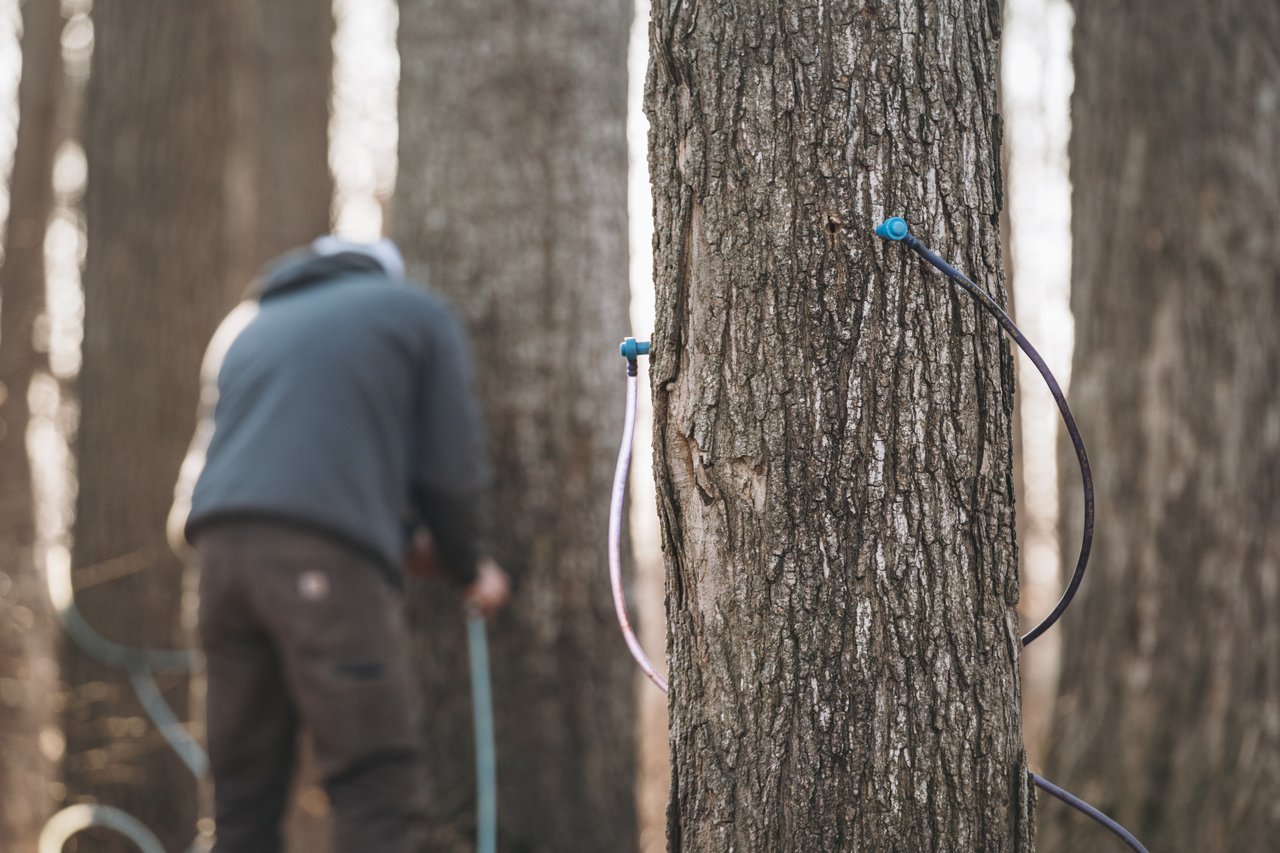 Michigan Maple Syrup Maple syrup taps in trees.