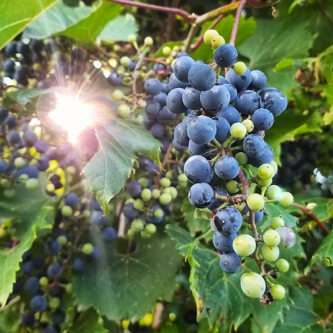 Michigan Grapes Grapes on a vine.