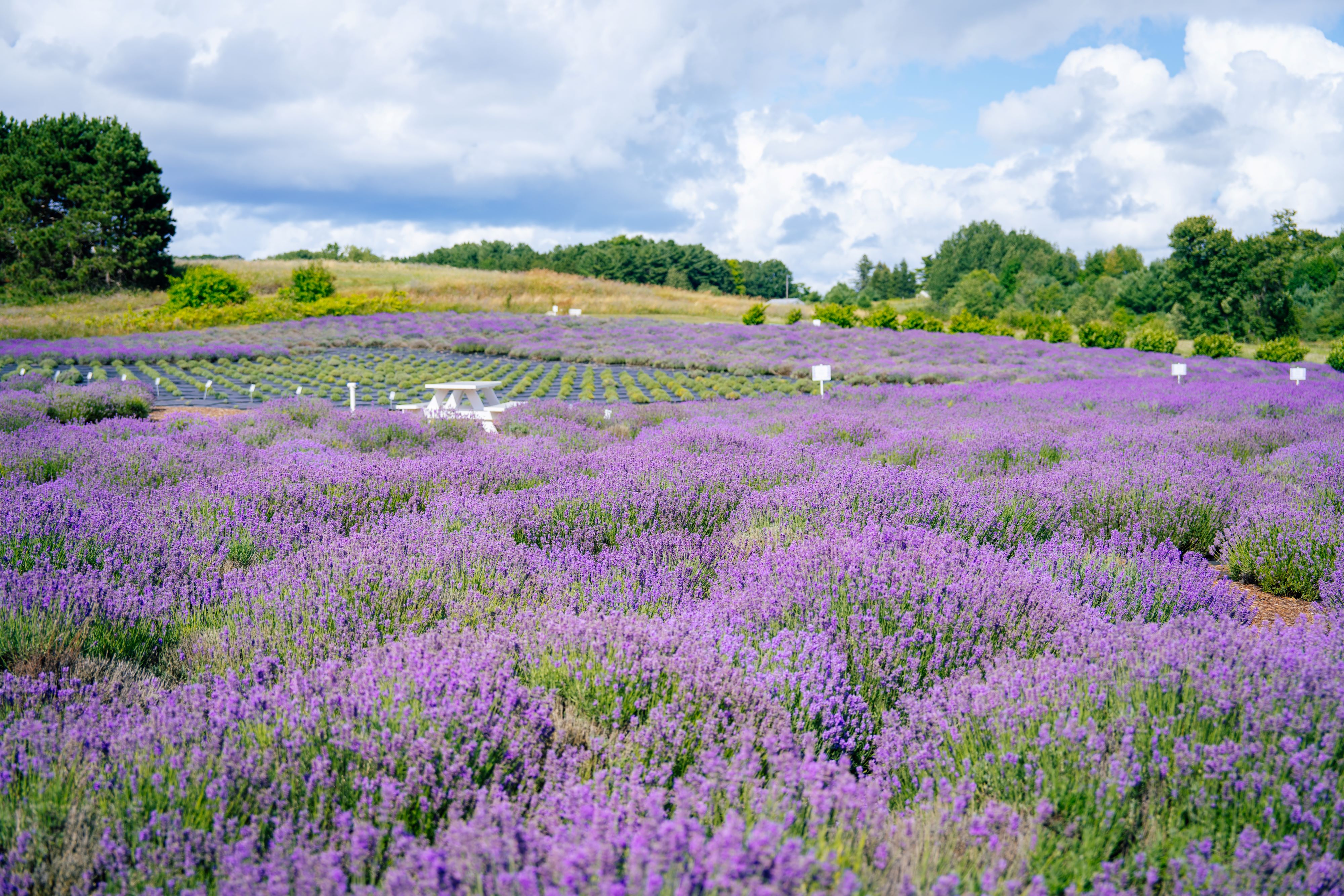 A picnic table in a field of lavender.