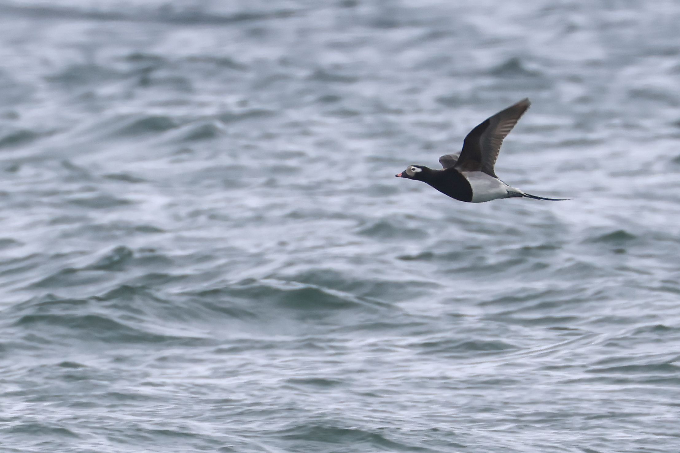 A Long-tailed Duck flying above Lake Superior.