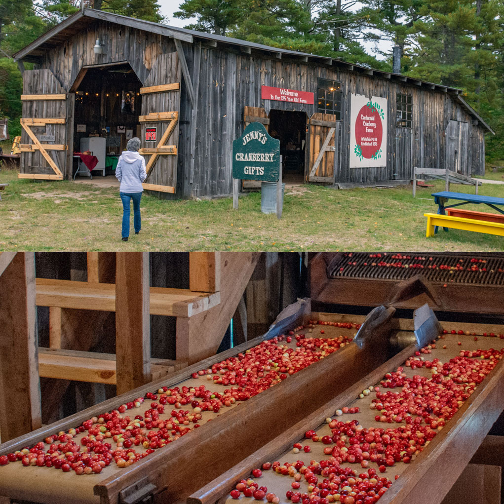 A dual image of cranberries being processed and a barn on a cranberry fram.