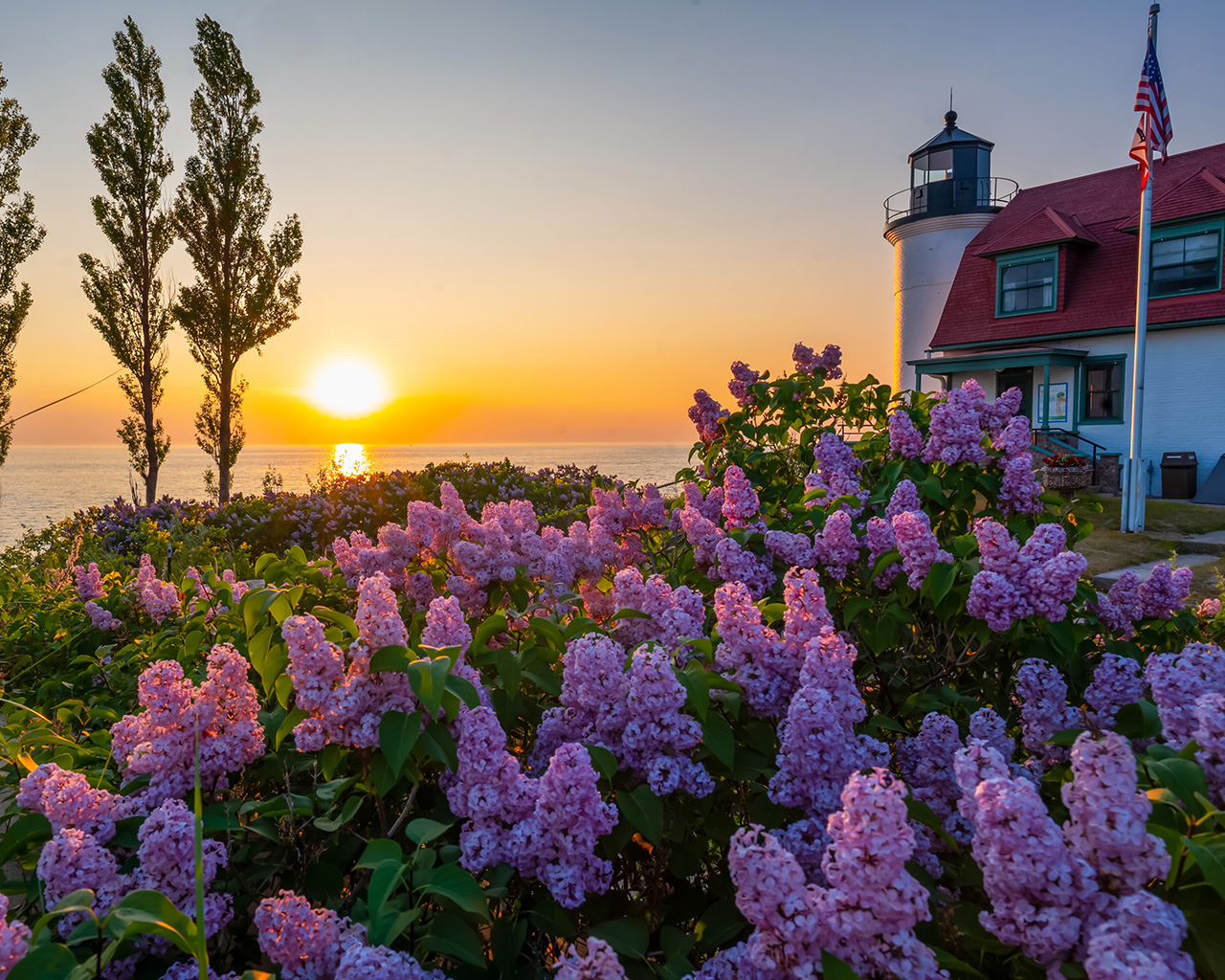 Lilac bushes beside a lighthouse overlooking Lake Michigan at sunset.