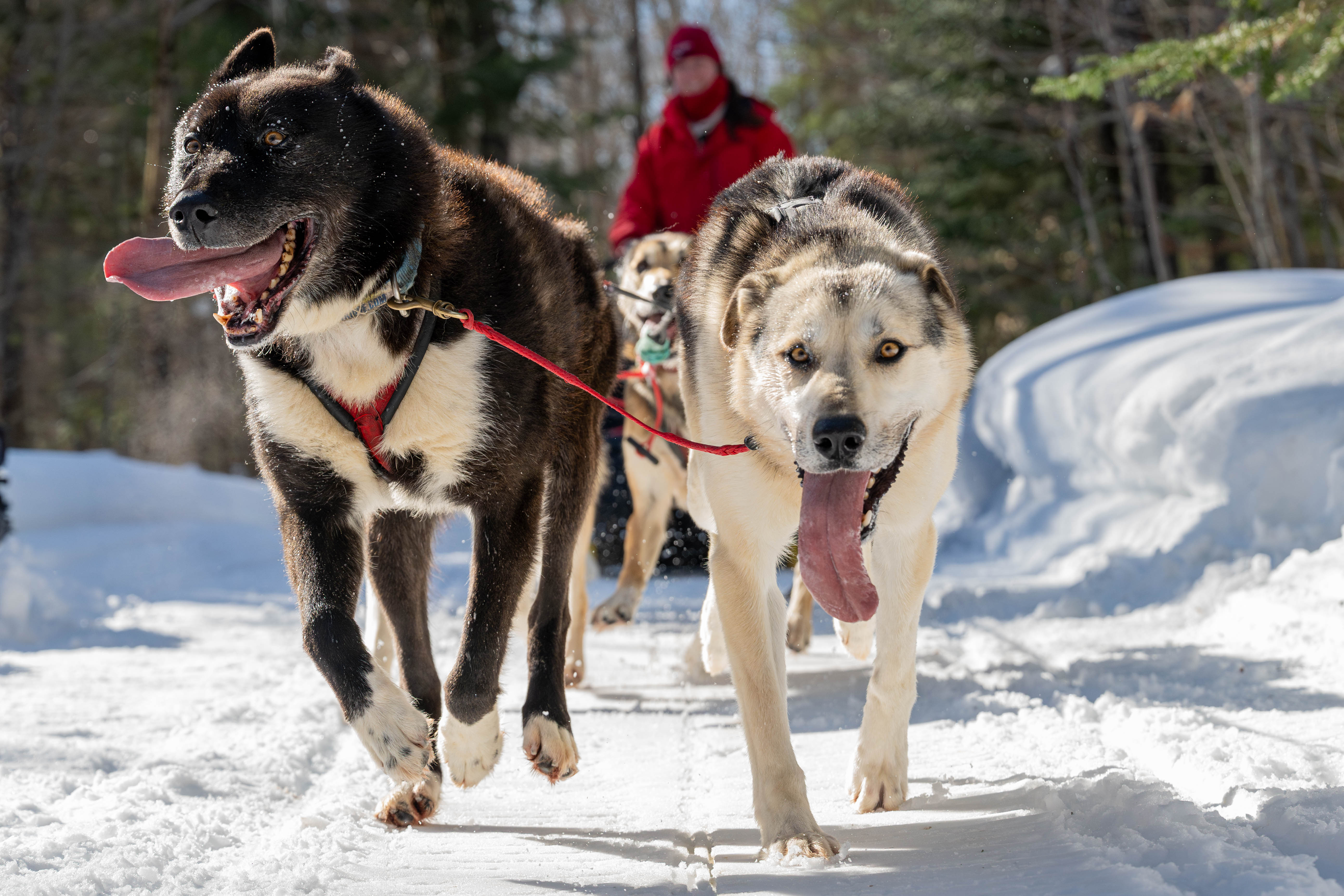 Dog sleds pulling a musher down a snowy trail. 