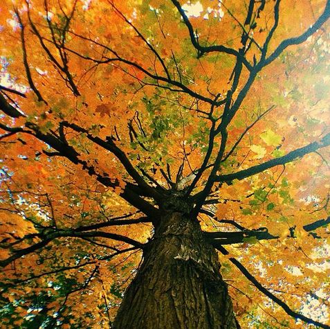 12 Amazing Michigan Fall Foliage Photos | Michigan