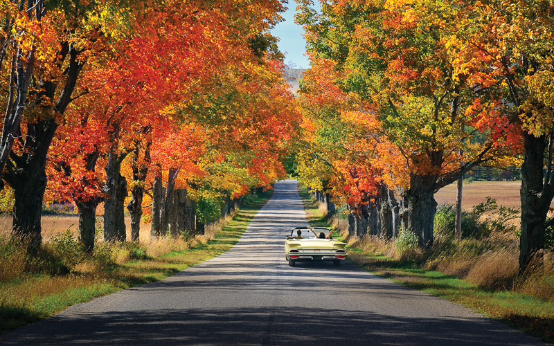 Fall Colors in Traverse City