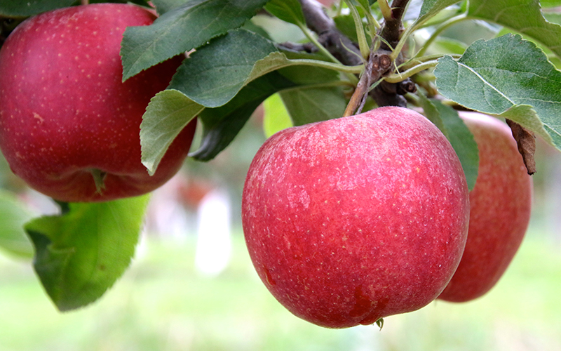Apples & Ciders in Michigan's Small towns