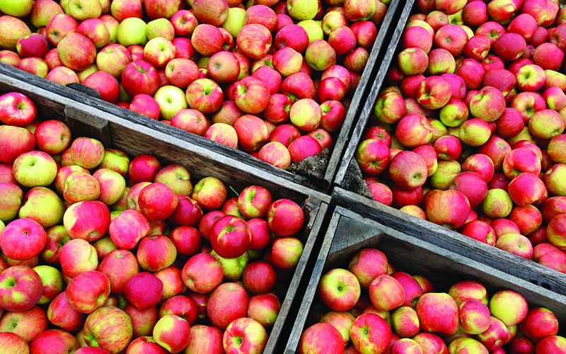 Handcrafted Apple Food and Drink