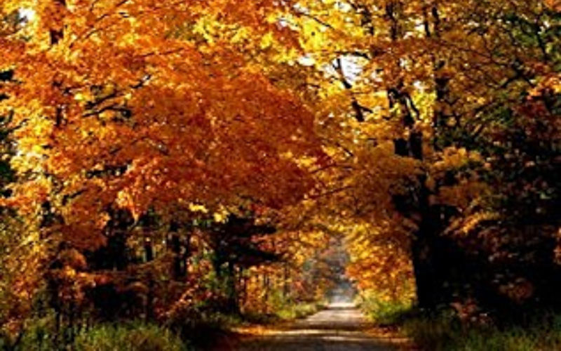 Fall Colors in the Big Rapids Area