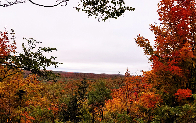 Fall Color in Gaylord