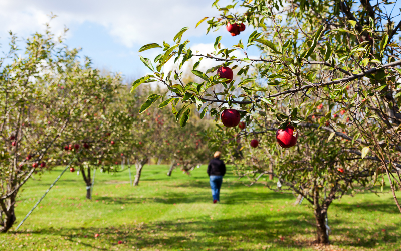 Apples & Cider in Great Lakes Bay Region