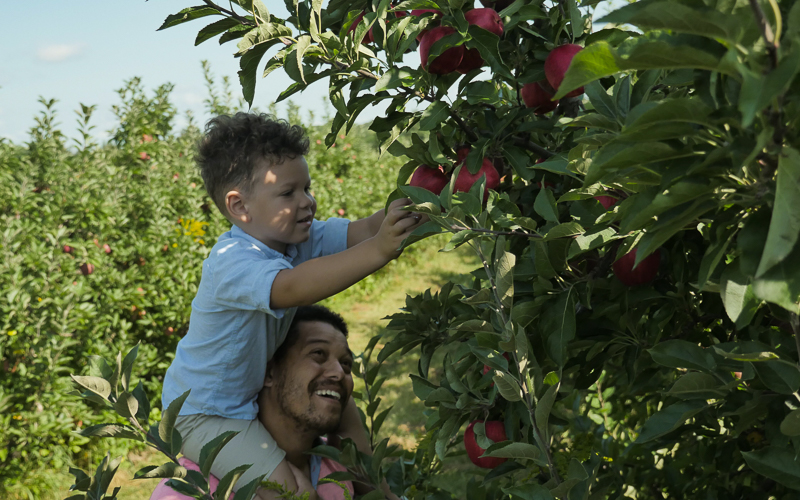 Apple Picking in Grand Rapids