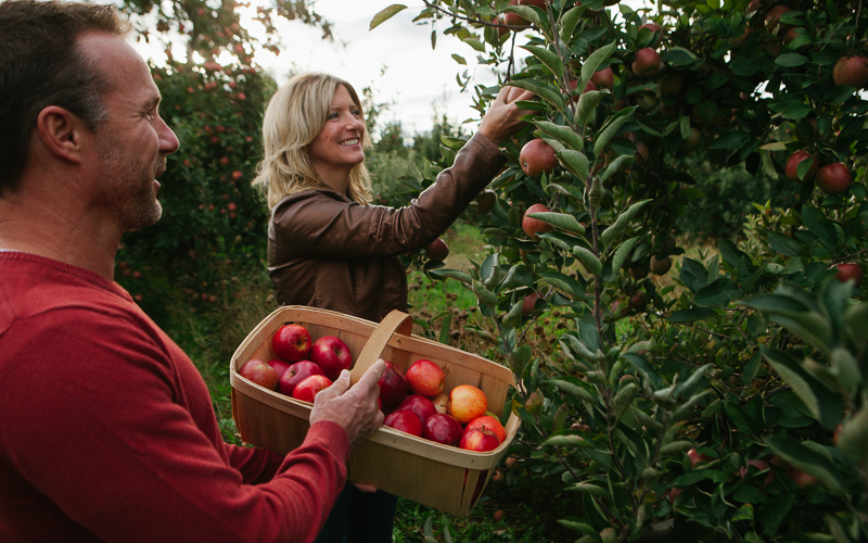 Apple Picking in South Haven