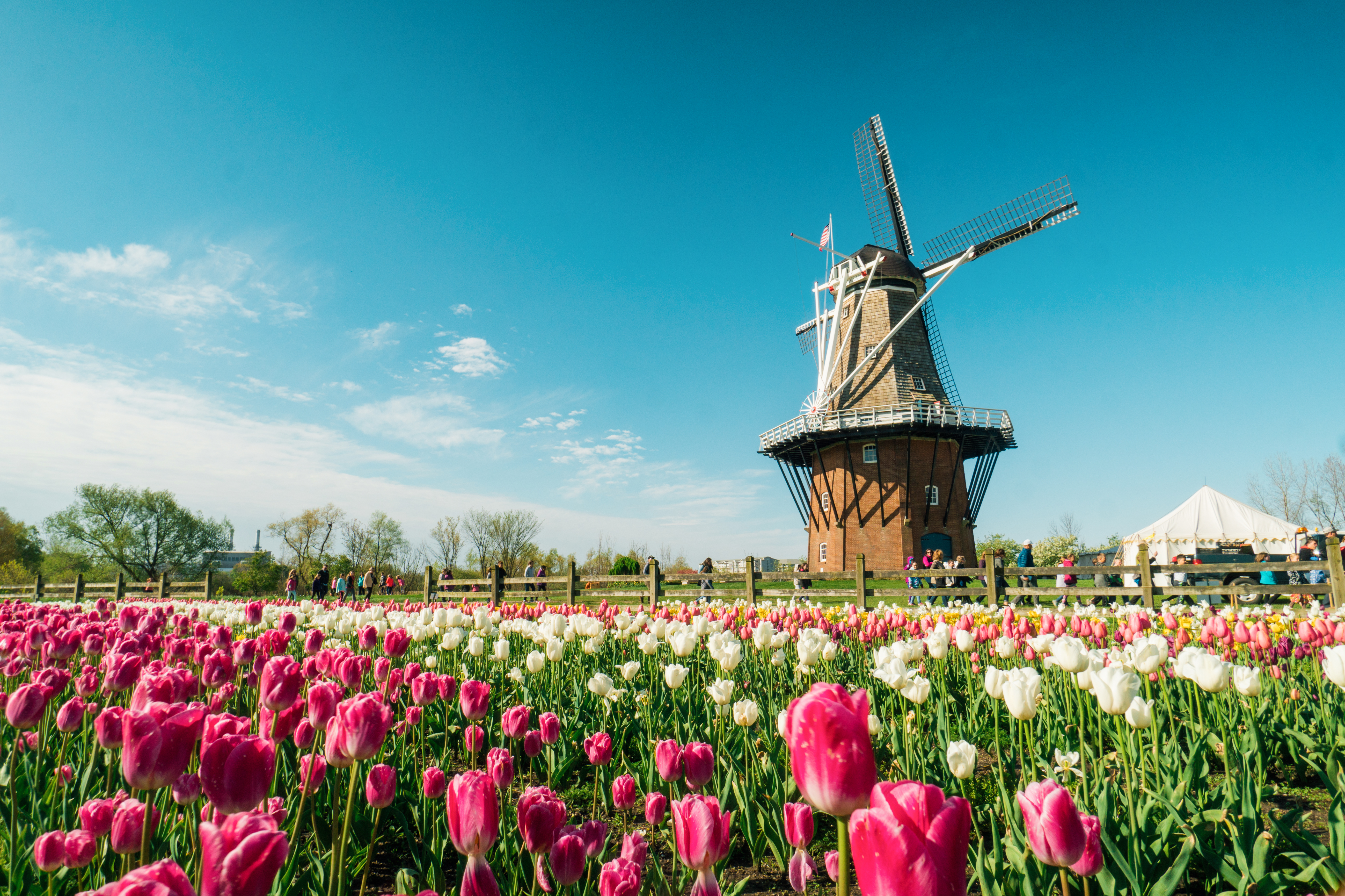 DeZwaan Windmill in Holland Authentic Dutch windmill in tulip field