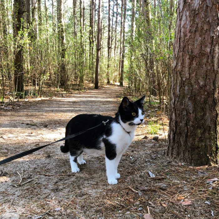 Ace the Cat on a trail at Provin Trails in Grand Rapids