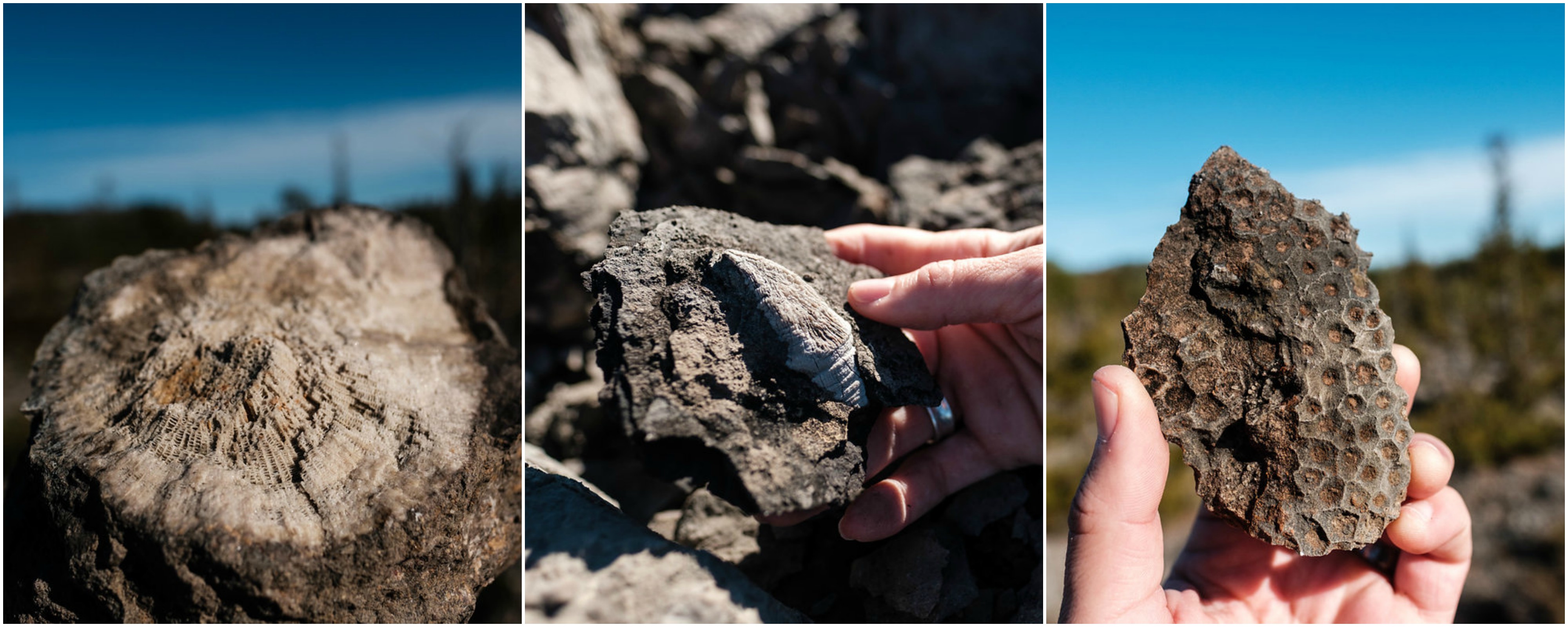 Rockport Fossils