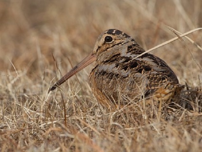 A Guide to Grouse and Woodcock Hunting in Michigan Michigan