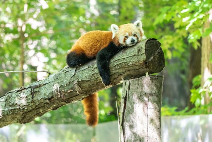 Red Panda at Binder Park Zoo