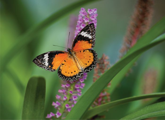 Butterfly resting on flower