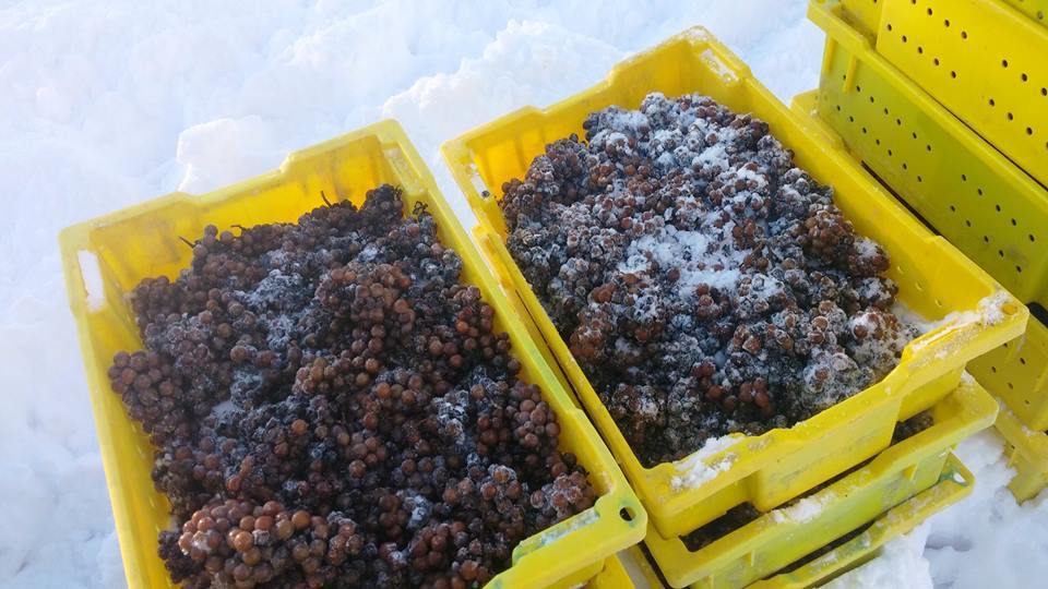 Harvested Frozen Grapes