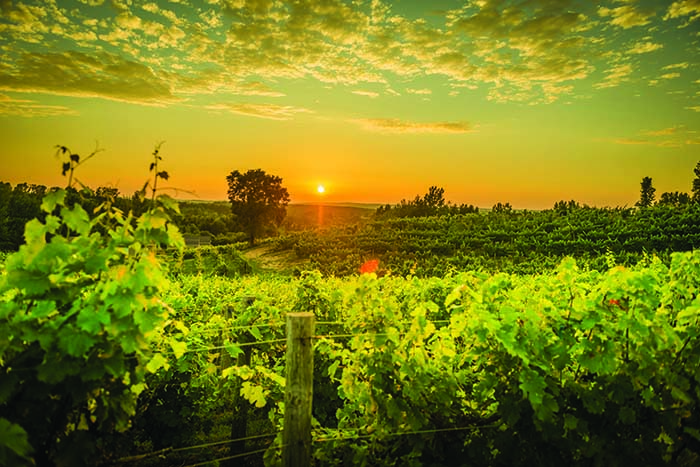 CicconeVineyards-700.jpg