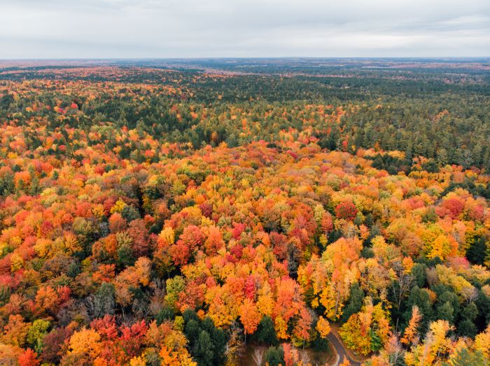 Forest at Hartwick Pines State Park during fall