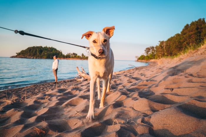 Leashed dog on Little Presque Isle Beach